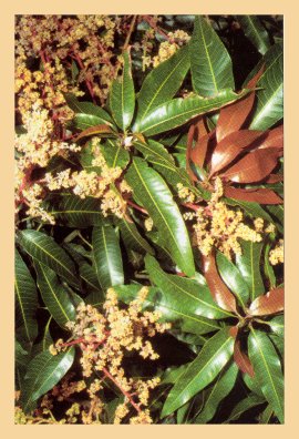 Mango flowers