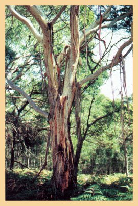 Image of Eucalytus