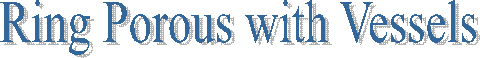 Ring Porous with Vessels