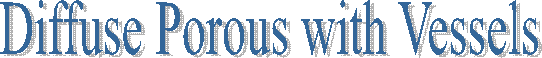 Diffuse Porous with Vessels