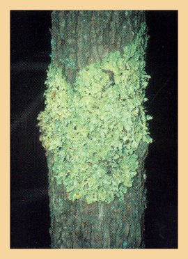 Lichens image